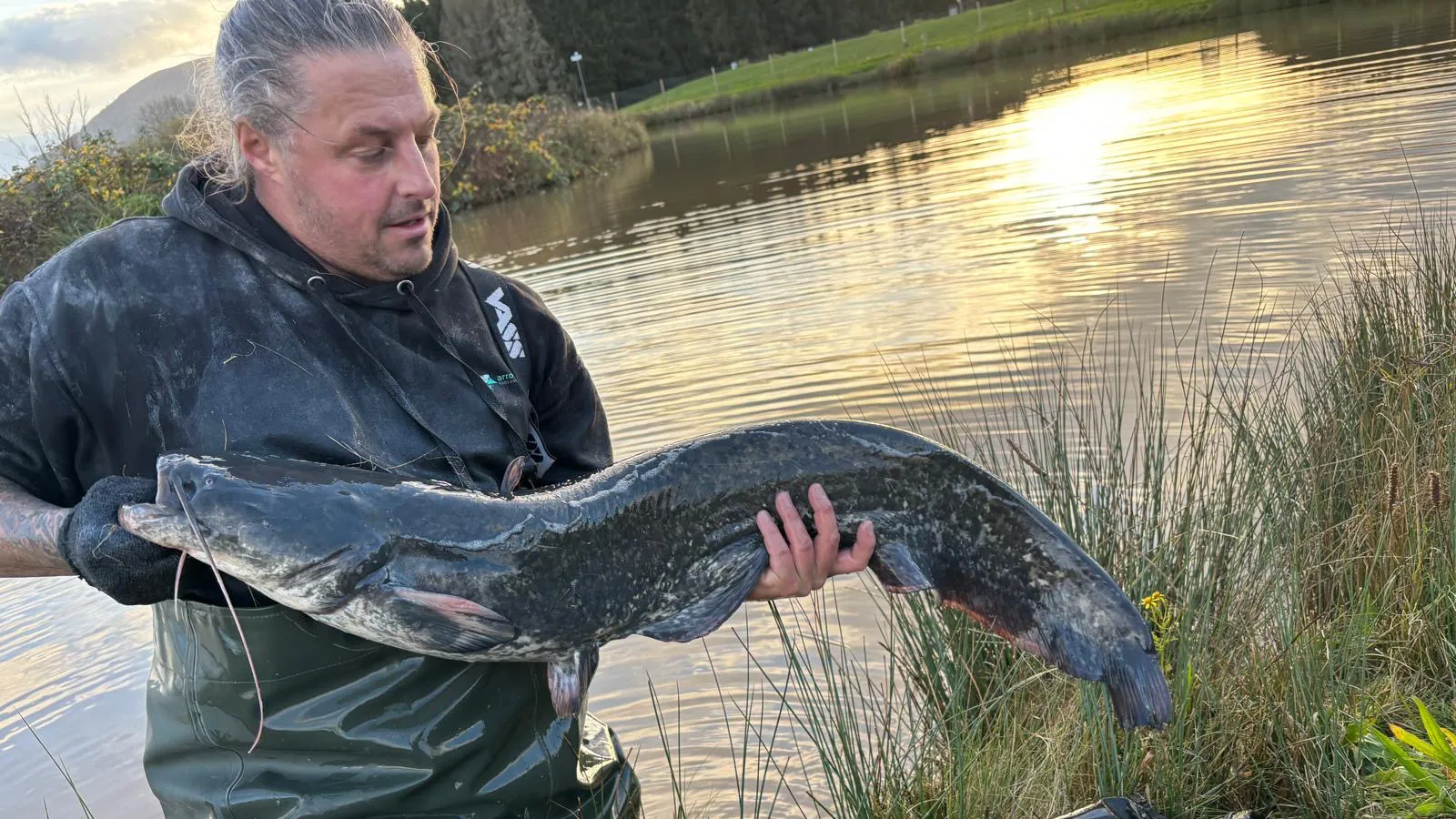 Large Wels catfish being caught on one of the UKs best wels catfish lakes