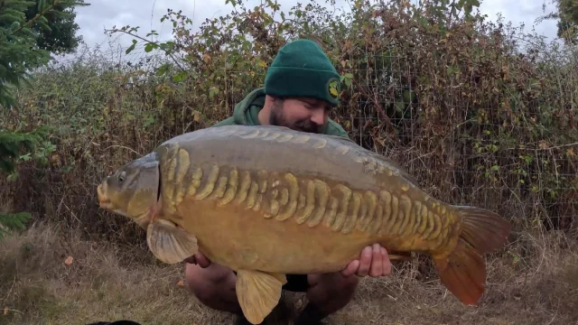 Tom landed this lovey 🏴󠁧󠁢󠁥󠁮󠁧󠁿 31lb mirror 'Thomas' from arrow meadow pools this morning 😎see his full session on his YouTube channel #30 #ap #arrowmeadowfishery #lakeexclusive #nowrongenshere #ukcarpfishing #privatehirefishery #carpfishing #amp