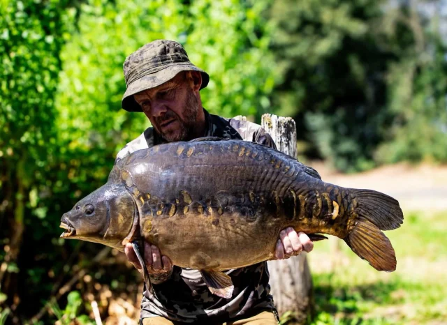 Simon managed to land one of the willows old original mirrors at 32lb 8oz #wl #syndicate #30 #carpfishing