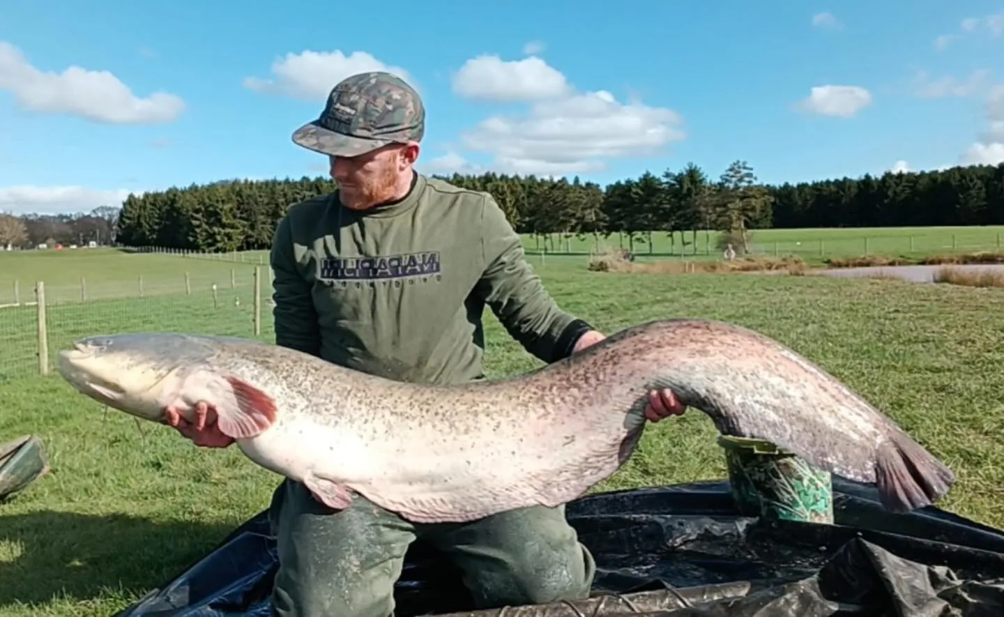 Josh with his PB at 51lb - more info on our catfishing venue please click link https://www.arrowmeadowfishery.com/rosies-retreat/ #rr #arrowmeadowfishery #catfi…